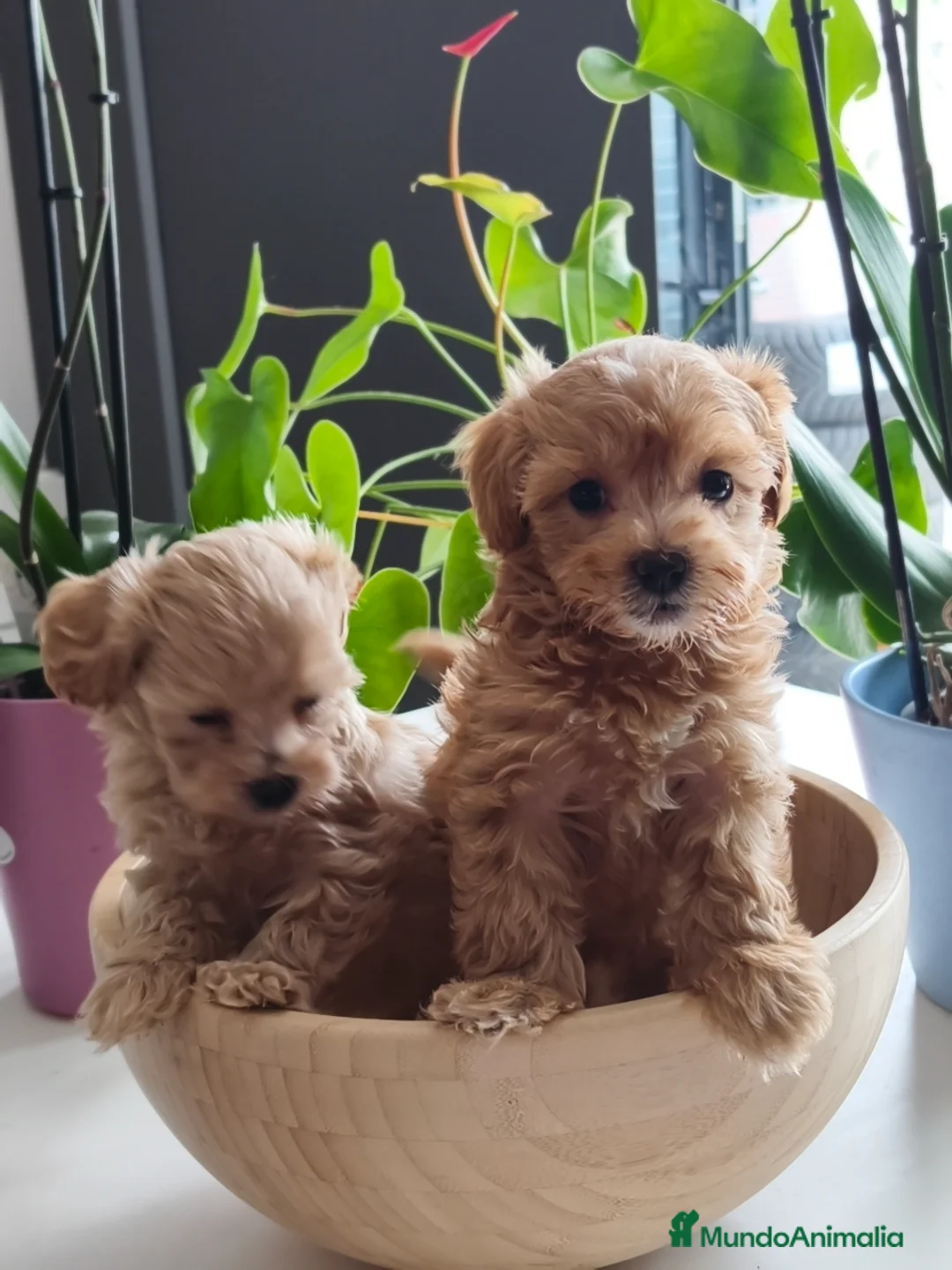 Maltipoo perros en venta: Maltipoo Toy hembras - Anuncio 10