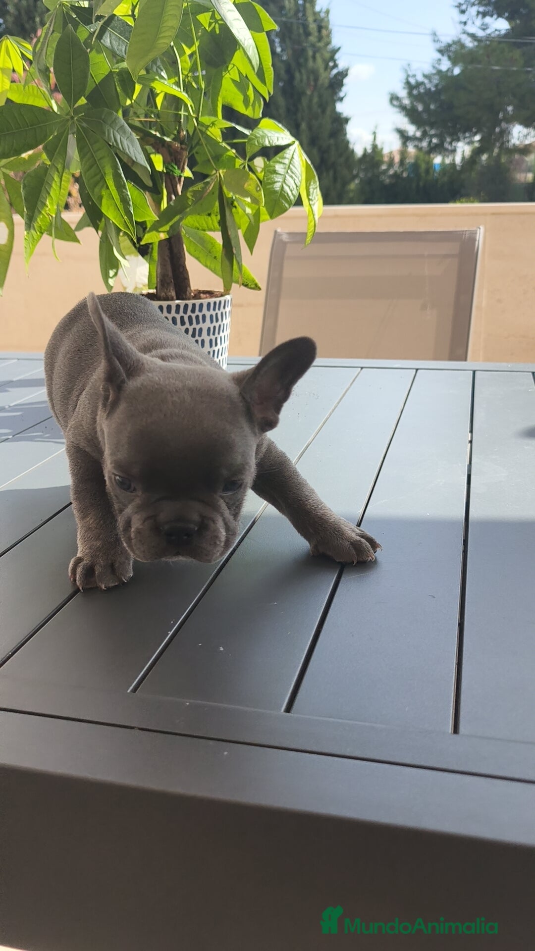 Bulldog Francés perros en venta: Bulldog Francés  - Imagen 5