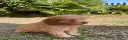 Caniche Enano perros en venta: cachorro caniche rojo  - Anuncio 4