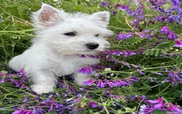 West Highland White Terrier perros en venta: Westys Macho disponible  - Imagen 10