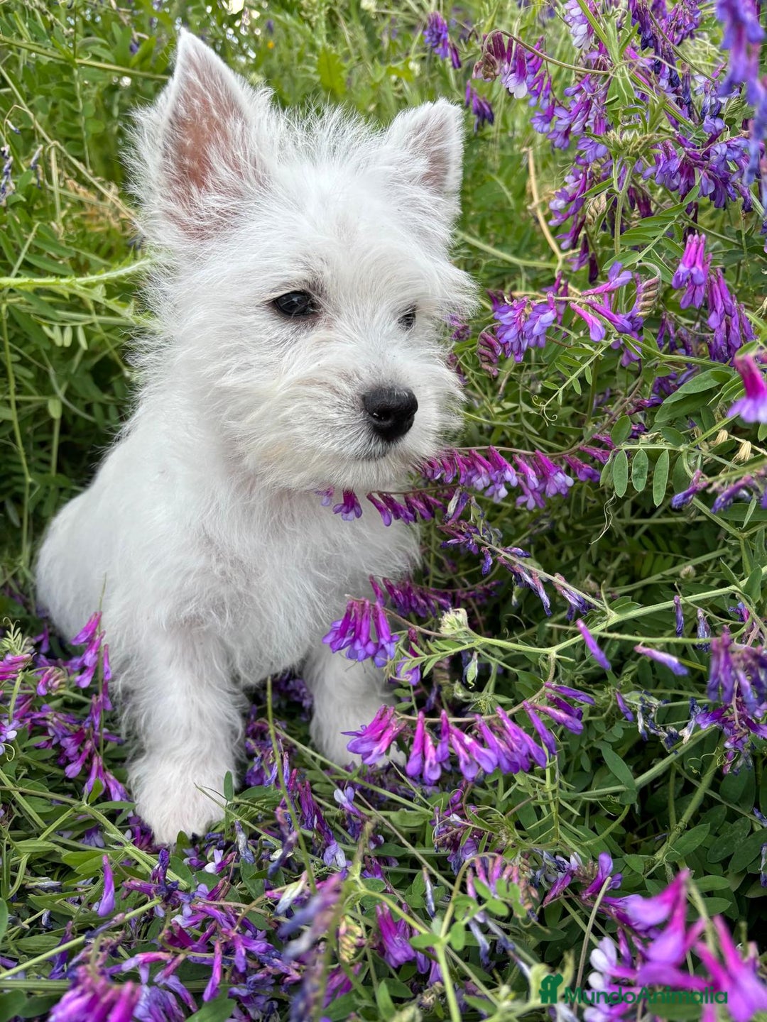 West Highland White Terrier perros en venta: Westys Macho disponible  - Imagen 10