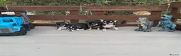 Chihuahua perros en venta: Gran Camada diminuta de CHIHUAHUAS TOYS CABEZA 🍏 - Anuncio 11