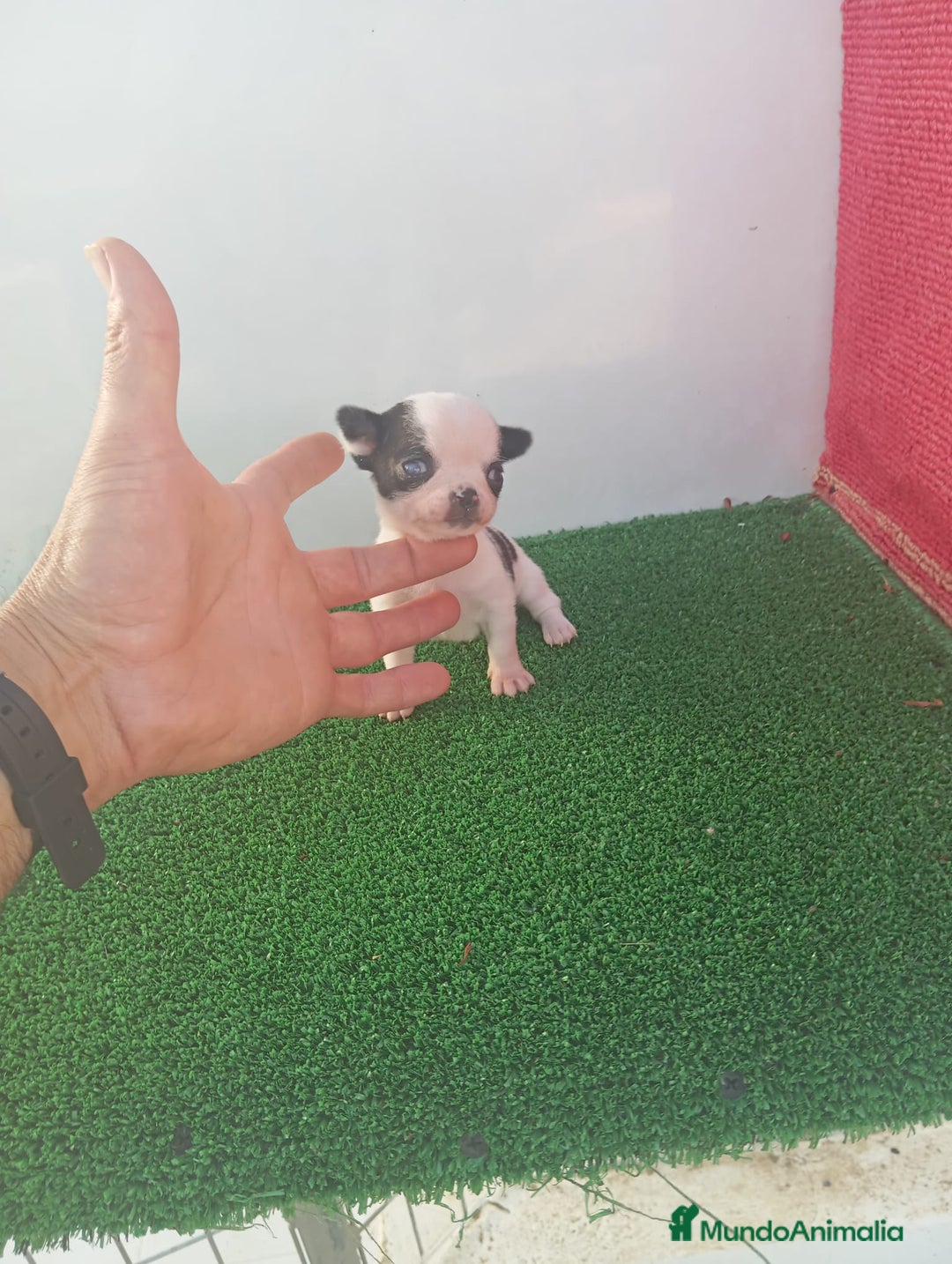 Chihuahua perros en venta: IMPRESIONANTE  CHIHUAHUA   LINEA  TOY  - Anuncio 20