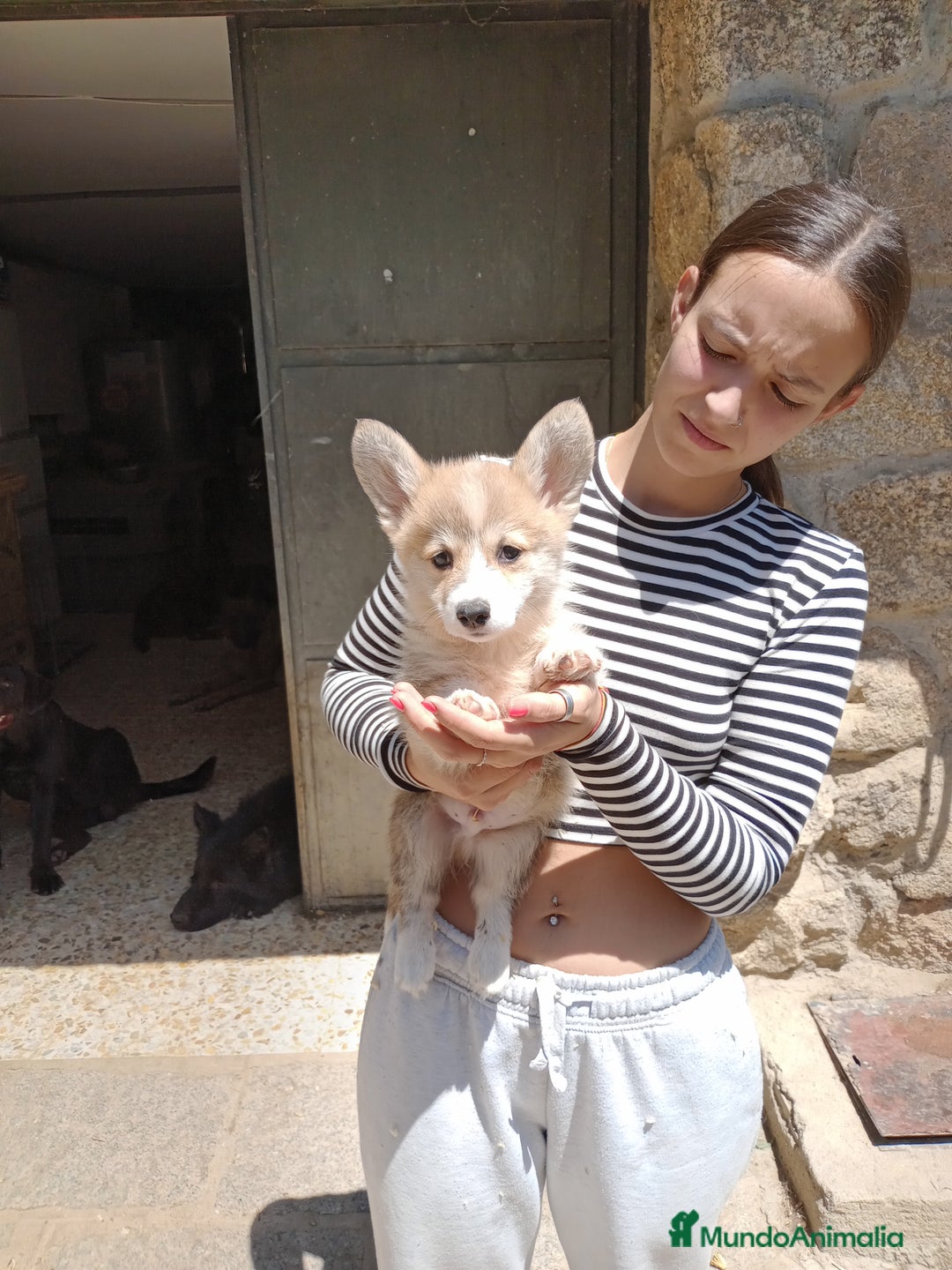 Welsh Corgi Pembroke perros en venta: Corgis simpatiquísimos - Imagen 4