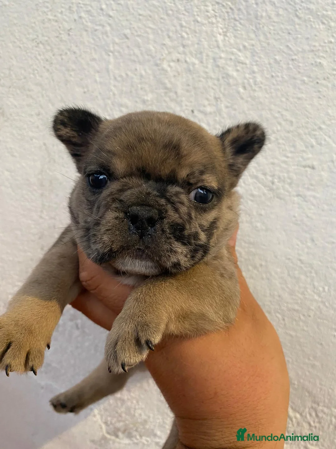 Bulldog Francés perros en venta: Bulldog francés  en Sevilla - Anuncio 1