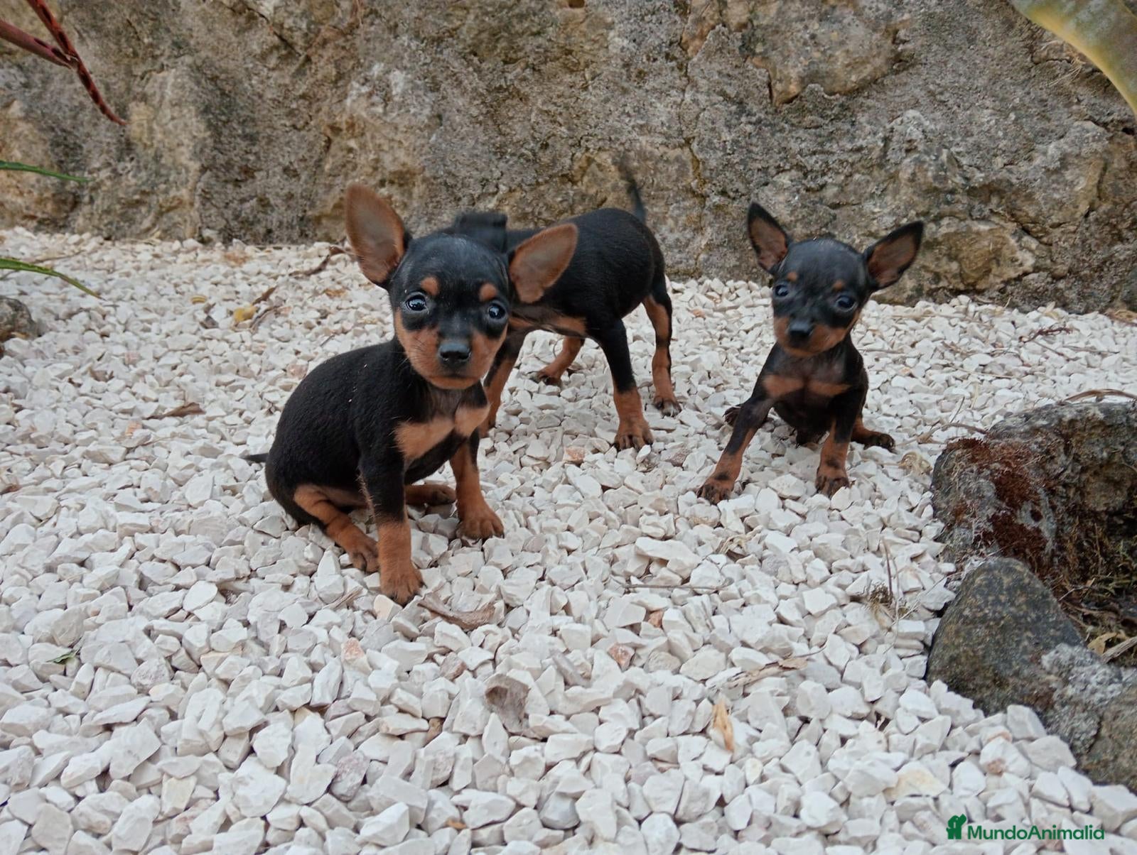 Ratón de Praga perros Raton de Praga - Anuncio 4