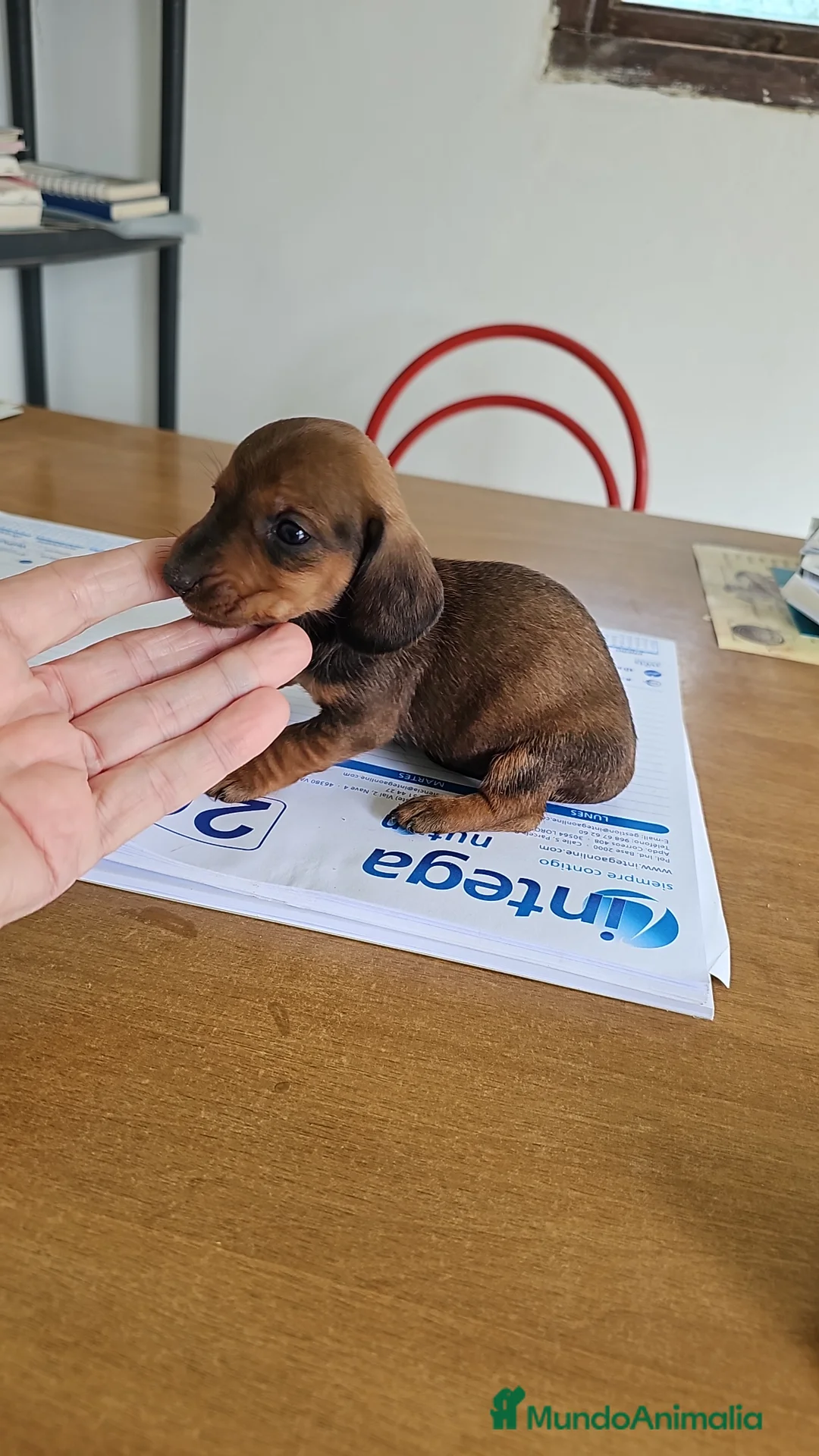 Teckel perros en venta: Fabulosos tekel KaniChen  - Anuncio 2