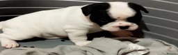 Bulldog Francés perros en venta: Cachorros Bulldog francés  - Anuncio 3