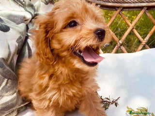 Caniche Toy perros Havapoo Macho de Haya y Alejo 6888 - AQUANATURA en Barcelona - Anuncio 7