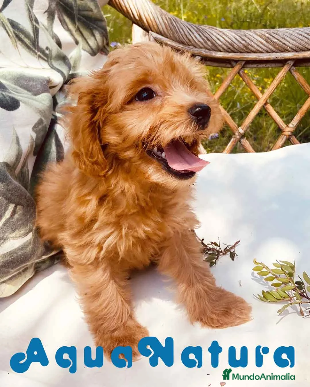 Caniche Toy perros en venta: Havapoo Macho de Haya y Alejo 6888 - AQUANATURA en Barcelona - Anuncio 1
