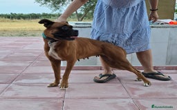 Boxer perros en venta: Boxer - Imagen 5