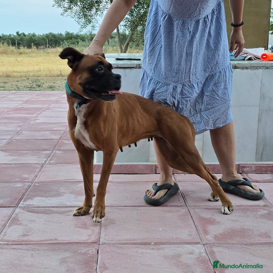 Boxer perros en venta: Boxer - Imagen 5