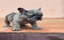 Bulldog Francés perros en venta: BULLDOG FRANCES MACHO MERLE TRILILAC  - Imagen 6