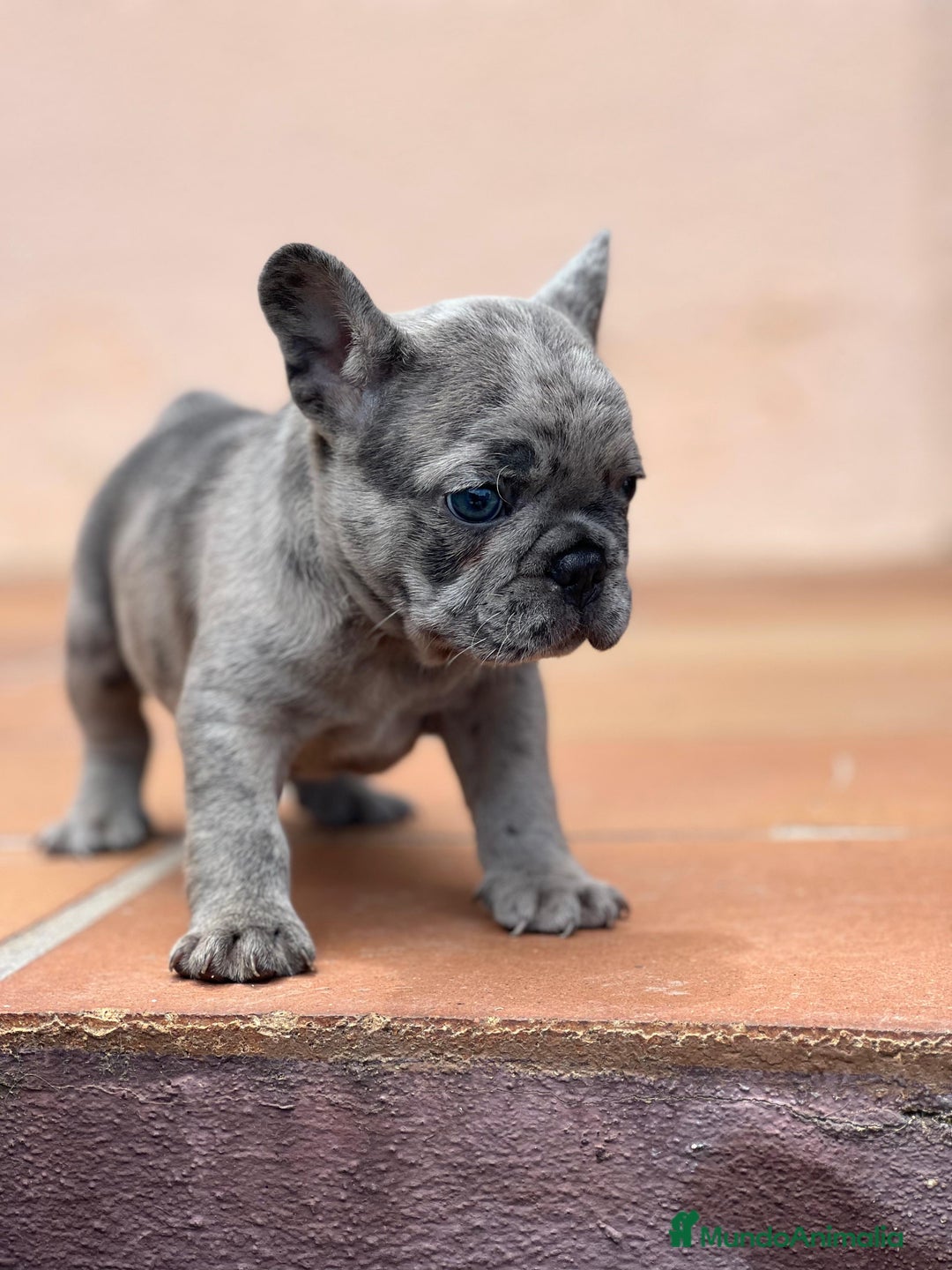 Bulldog Francés perros en venta: BULLDOG FRANCES MACHO MERLE TRILILAC  - Imagen 6