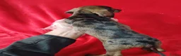Teckel Miniatura perros en venta: Teckel Mini  - Anuncio 5