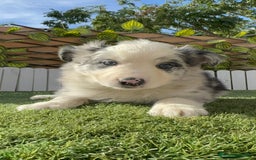 Border Collie perros en venta: BORDER COLLIE HEMBRA MERLE - Imagen 8