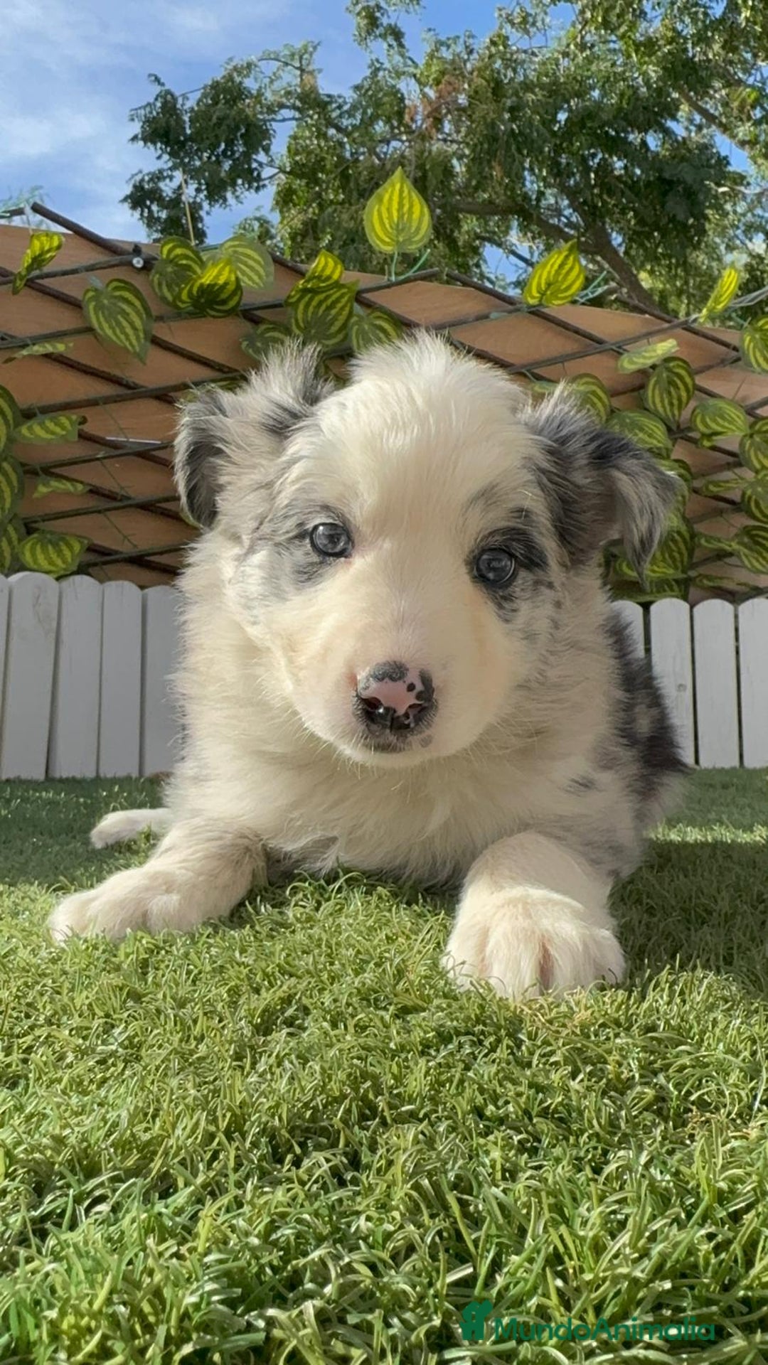 Border Collie perros en venta: BORDER COLLIE HEMBRA MERLE - Imagen 8