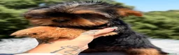 Yorkshire Terrier perros en venta: Yorki Toy  - Anuncio 1