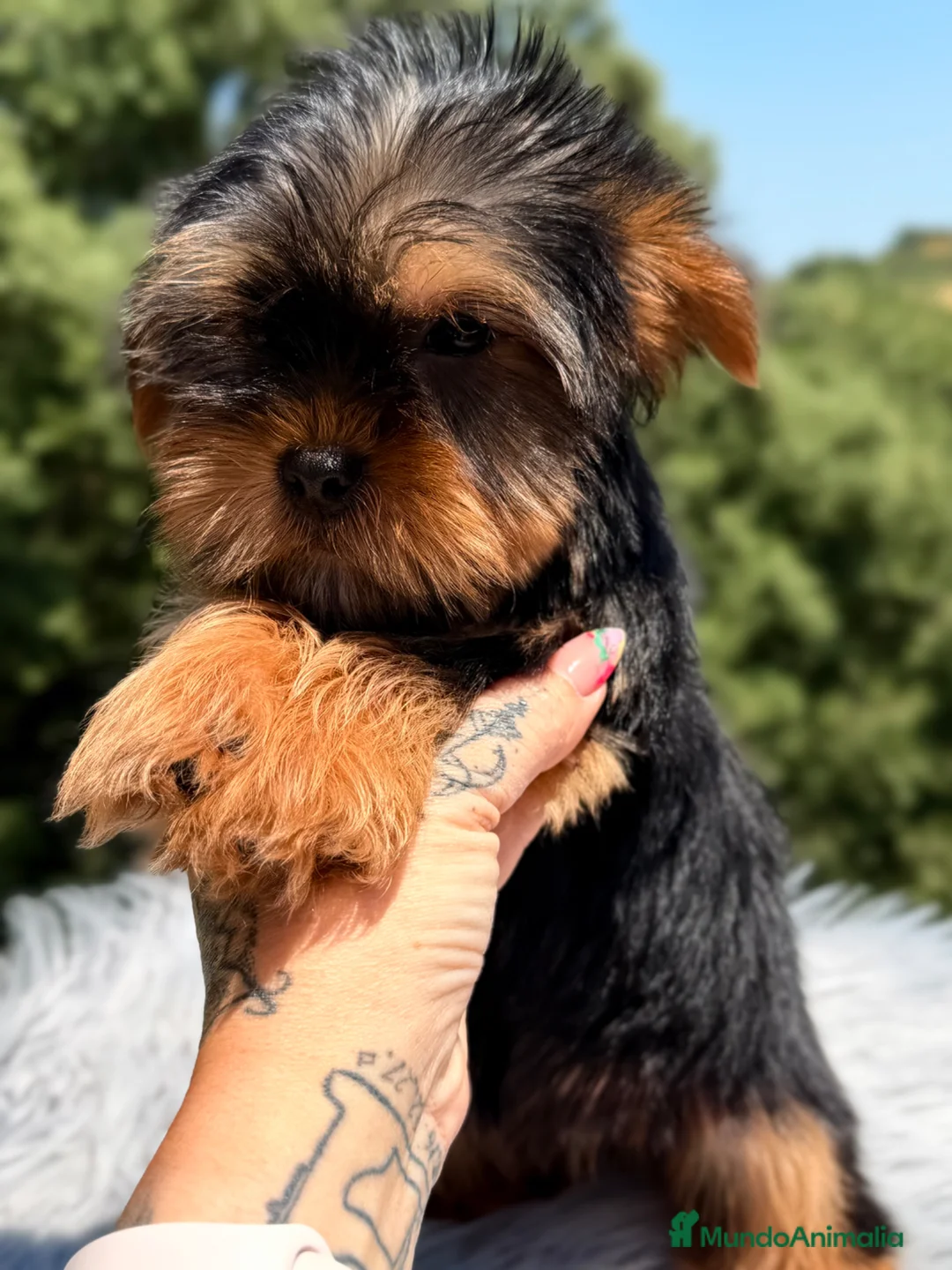 Yorkshire Terrier perros en venta: Yorki Toy  - Anuncio 1