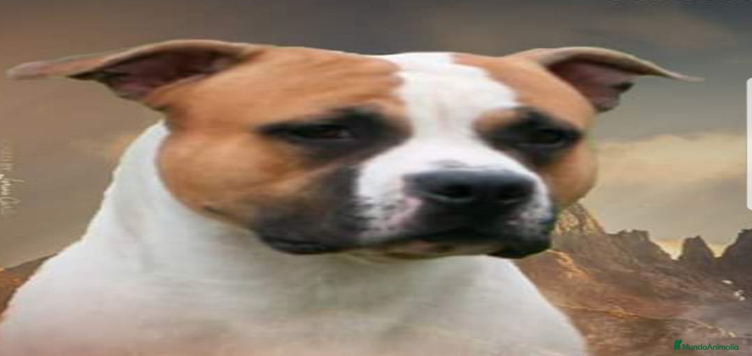 Imagen de galería {{count}}