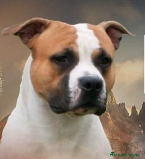 Imagen de galería {{count}}