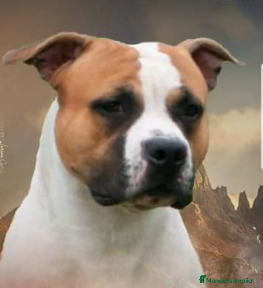 Imagen de galería {{count}}