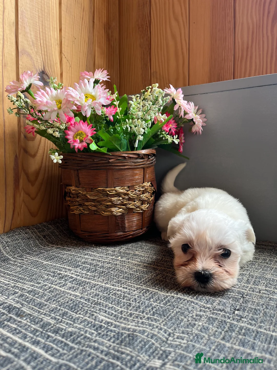 Bichón Maltés perros en venta: Cachorritos de Bichon Maltés  - Anuncio 2