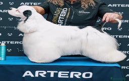 Cocker Spaniel Americano perros en venta: Cachorro particolor - Imagen 4