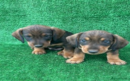 Teckel Miniatura perros en venta: Teckel  - Anuncio 3