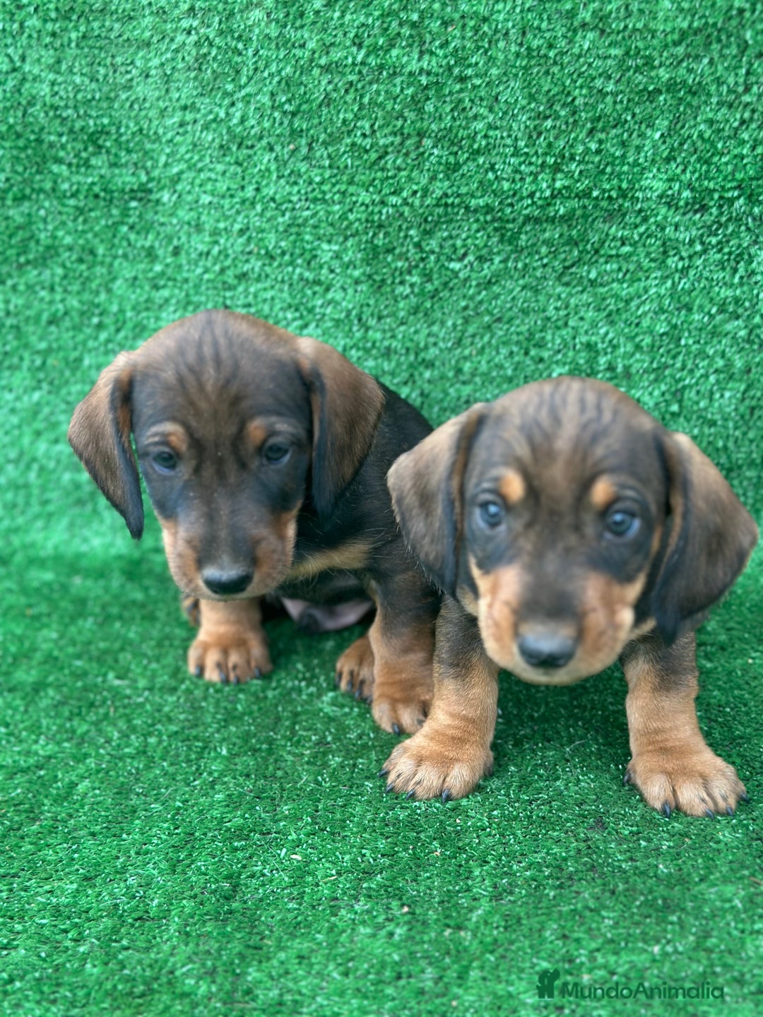 Teckel Miniatura perros en venta: Teckel  - Anuncio 3