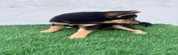 Shiba Inu perros en venta: Shiba Inu - Anuncio 6