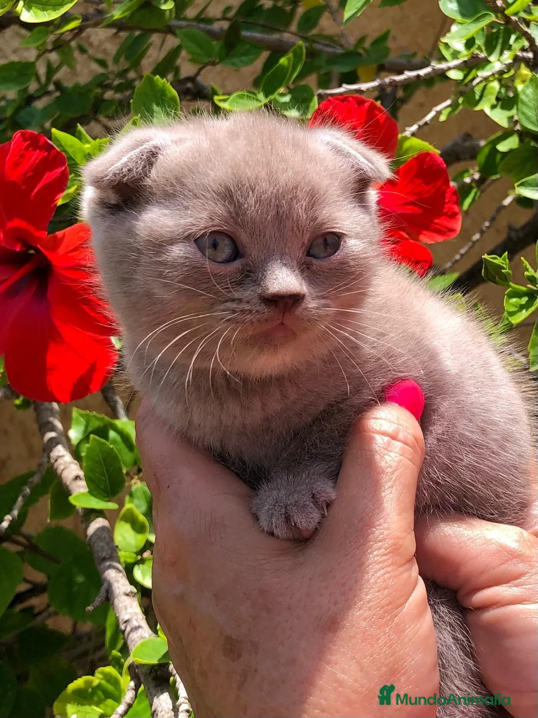 Scottish Fold gatos en venta: GATITOS SCOTTISH FOLD - Anuncio 2