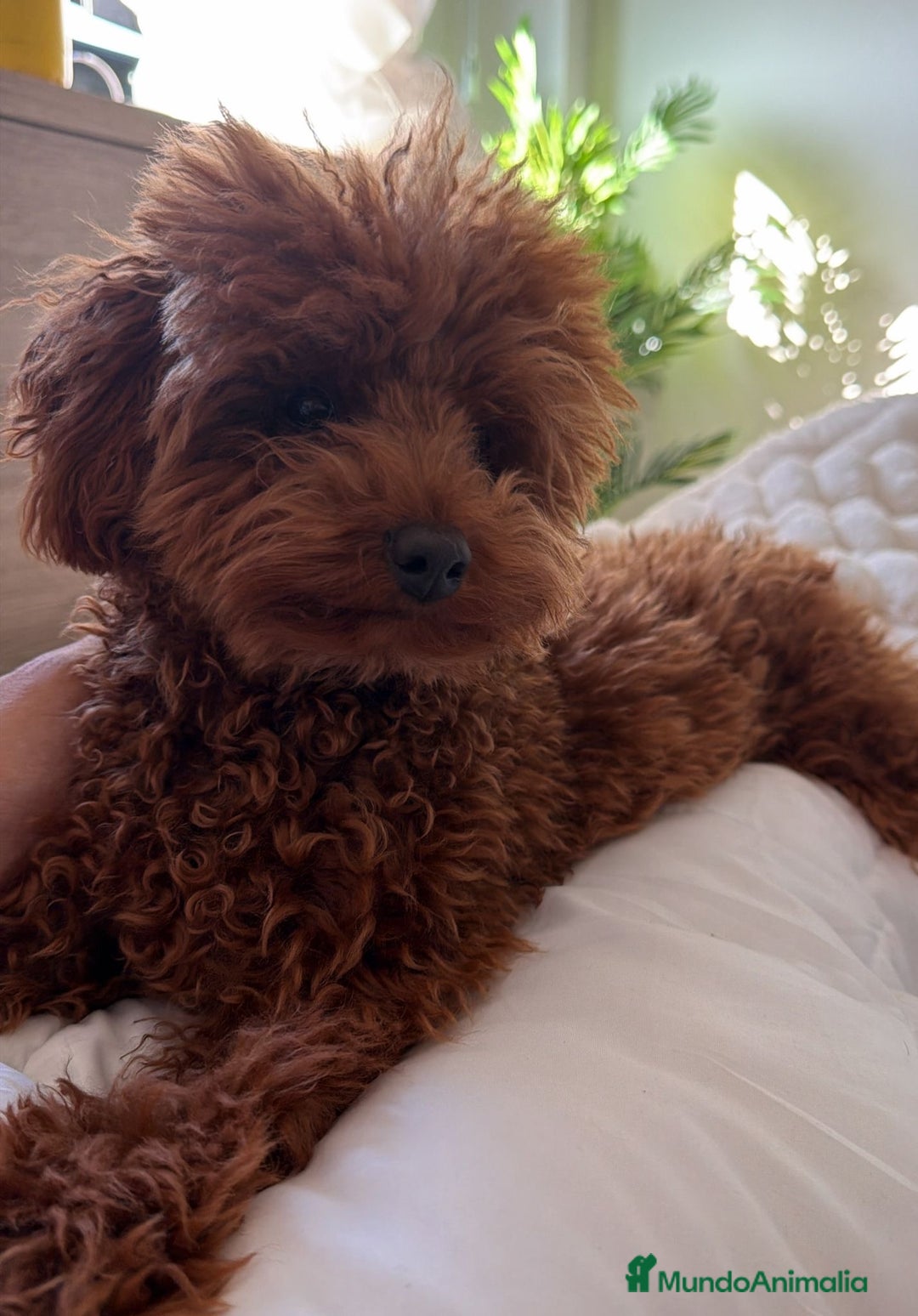 Caniche Toy perros para monta: Espectacular caniche Toy rojo para monta  - Anuncio 2