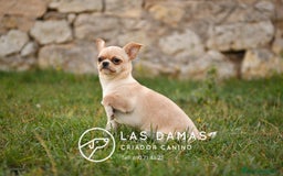 Chihuahua perros en venta: 🐾 Chihuahua autenticos con padres a la vista 🐾  - Imagen 5
