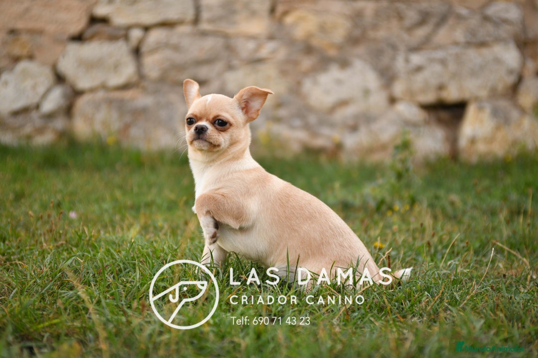 Chihuahua perros en venta: 🐾 Chihuahua autenticos con padres a la vista 🐾  - Imagen 5