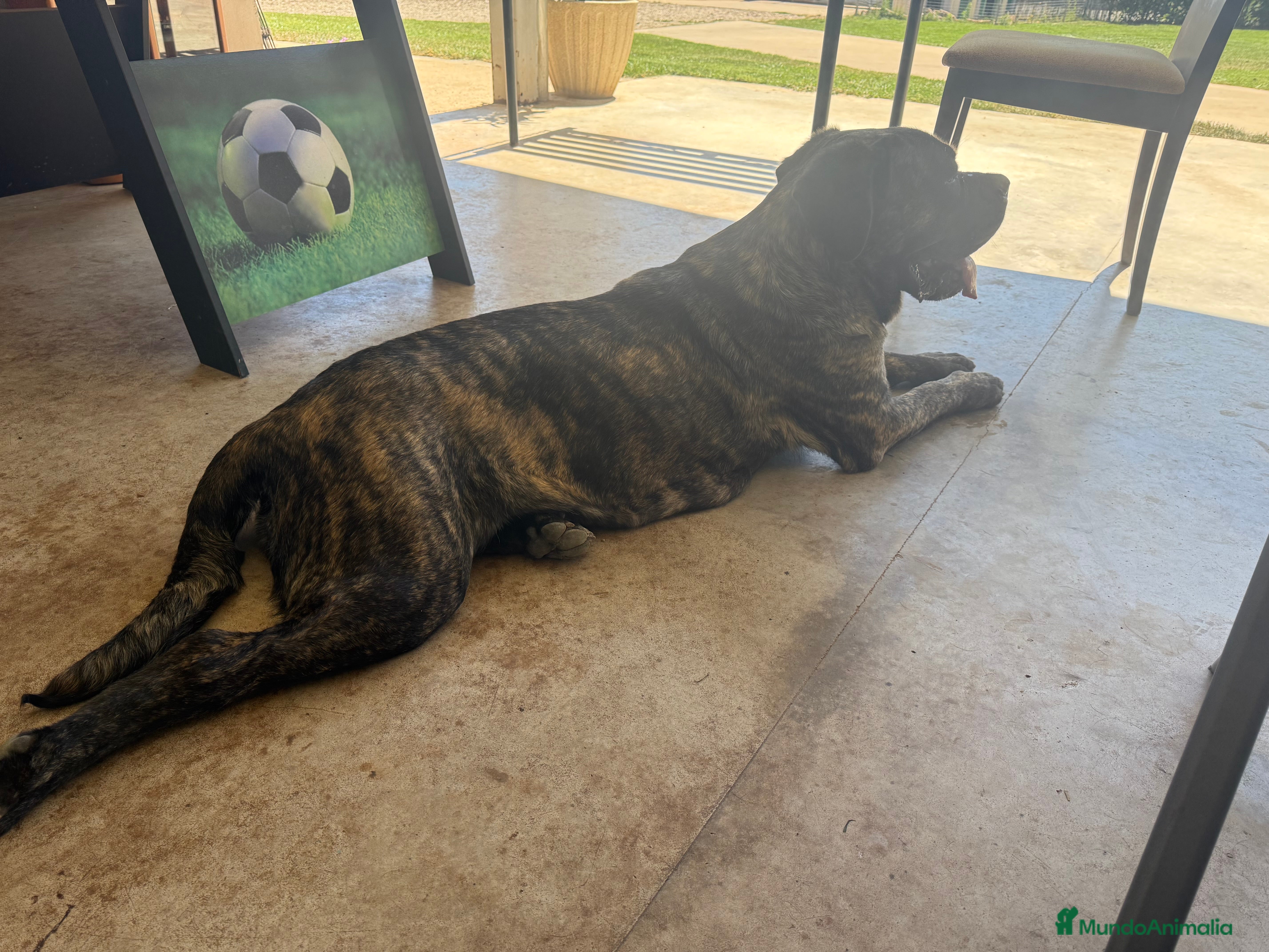 Cane Corso perros Cachorro Cane corso - Anuncio 2