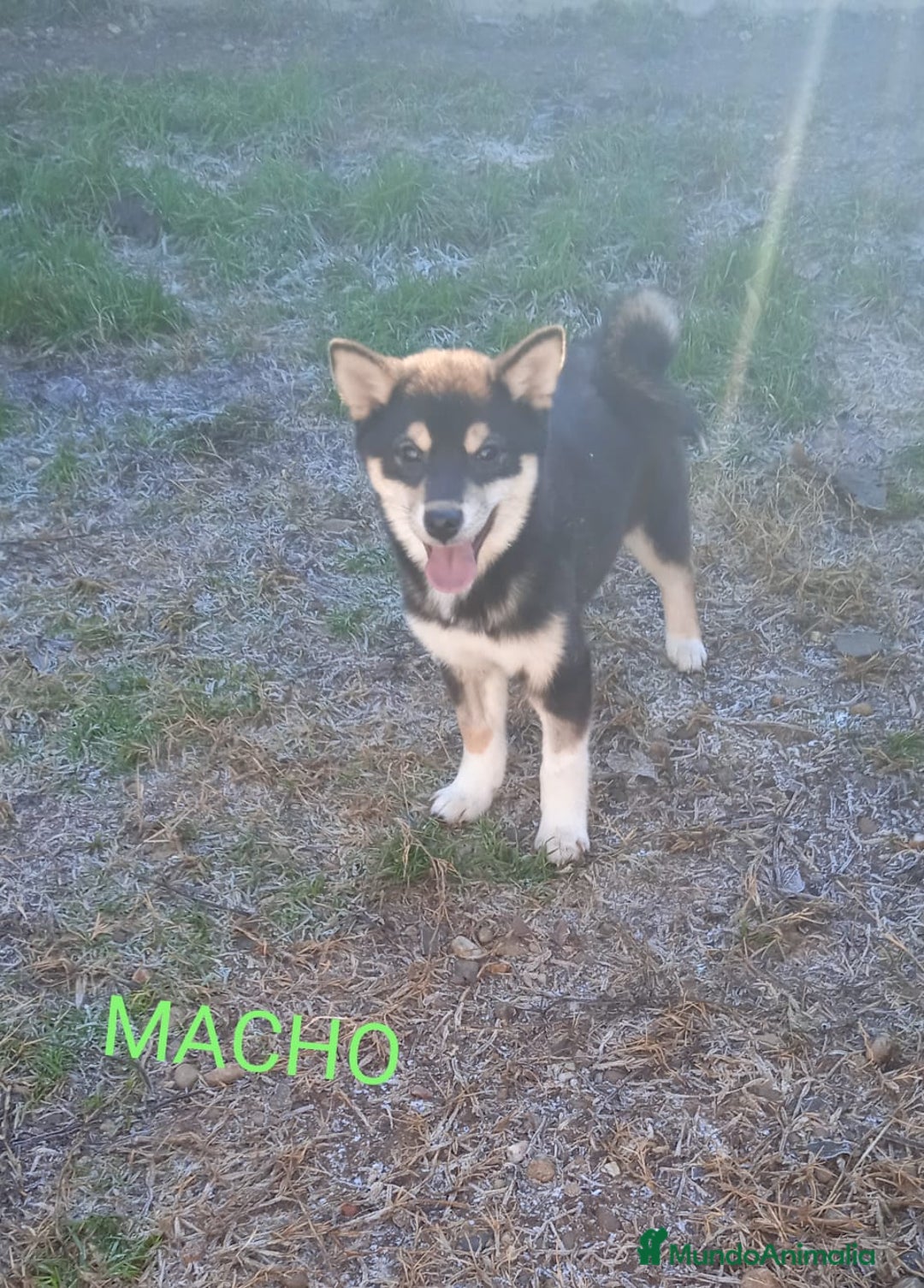 Shiba Inu perros en venta: SHIBA INU - Anuncio 5