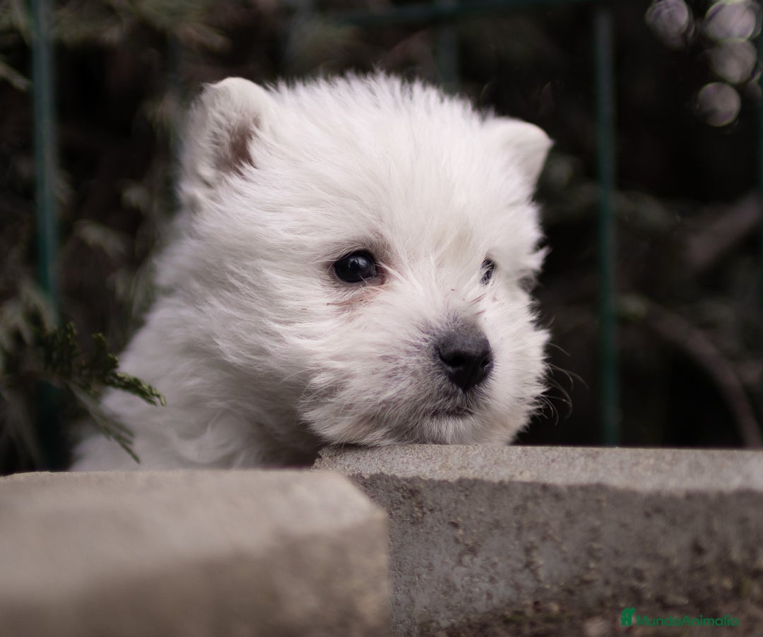 West Highland White Terrier perros en venta: Camada Westy - Imagen 2