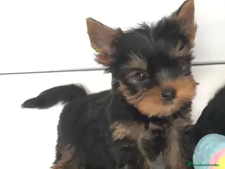 Yorkshire Terrier perros Yorkshire toy - Anuncio 3