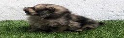Pomerania perros en venta: Pomerania - Anuncio 22