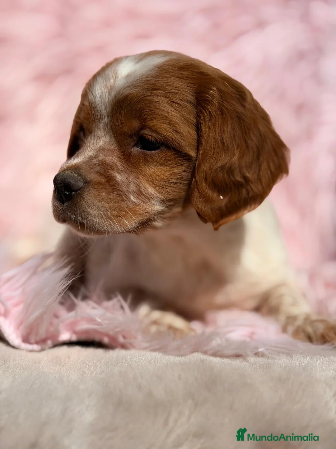 Épagneul Breton perros en venta: BRETÓN ESPAÑOL - Anuncio 10