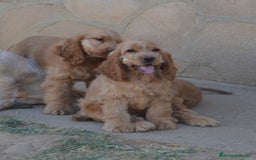 Cocker Spaniel Inglés perros en venta: Cocker - Imagen 5