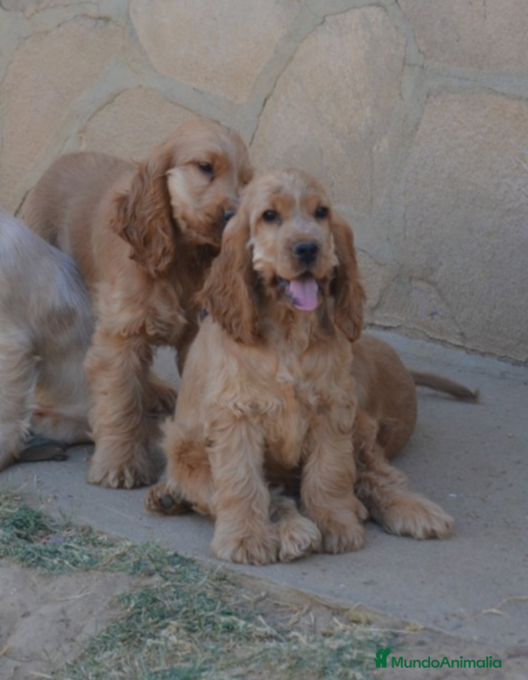 Cocker Spaniel Inglés perros en venta: Cocker - Imagen 5