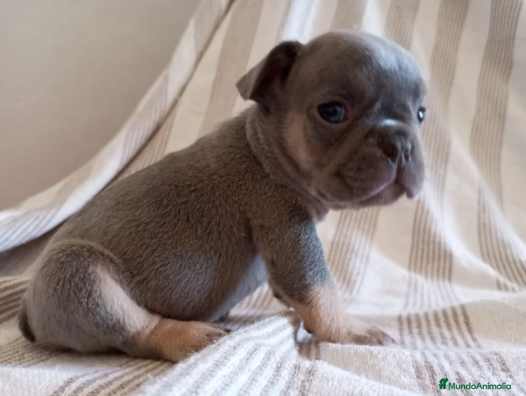 Bulldog Francés perros en venta: Preciosos Bulldog Francés de 2 meses de edad  en Madrid - Anuncio 6