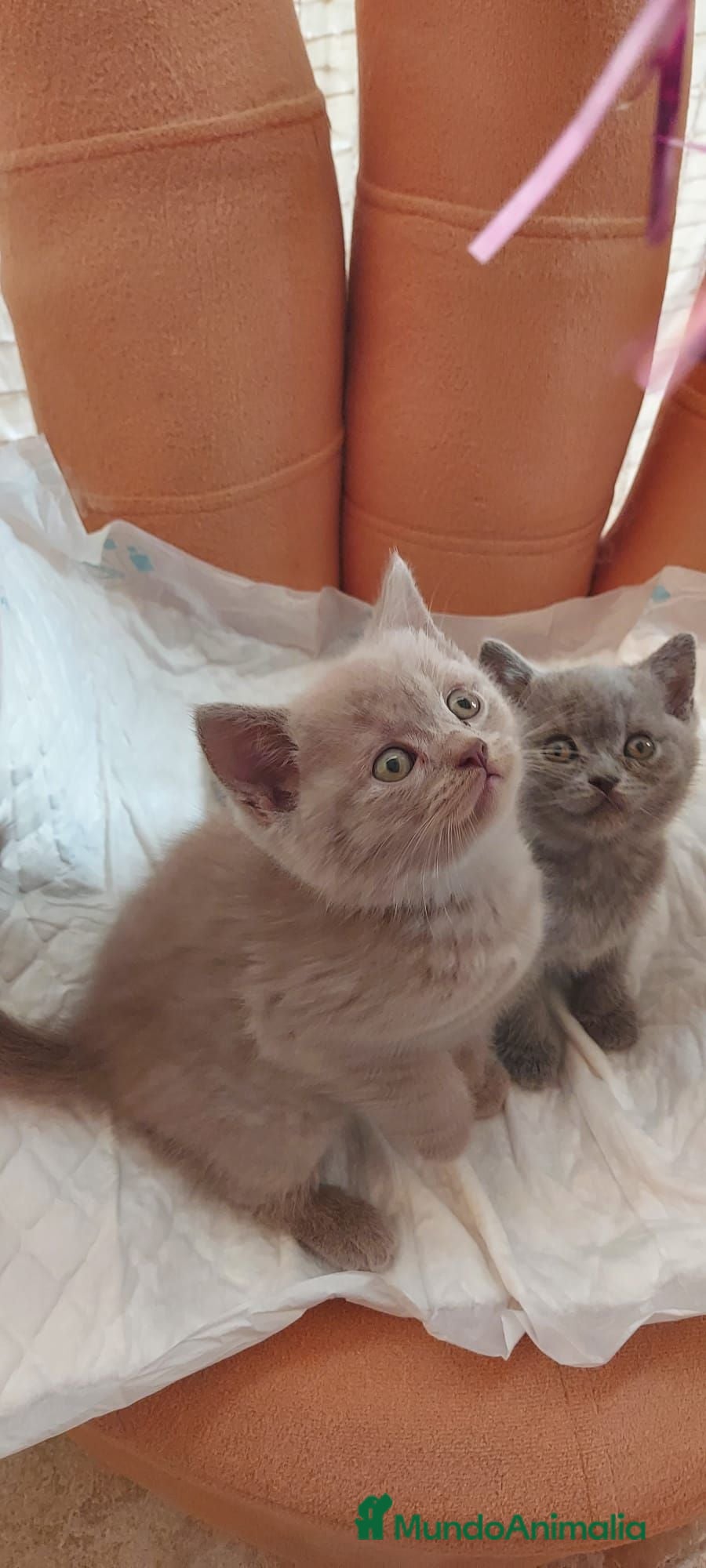 Exótico de Pelo Corto gatos British de pelo corto - Anuncio 17