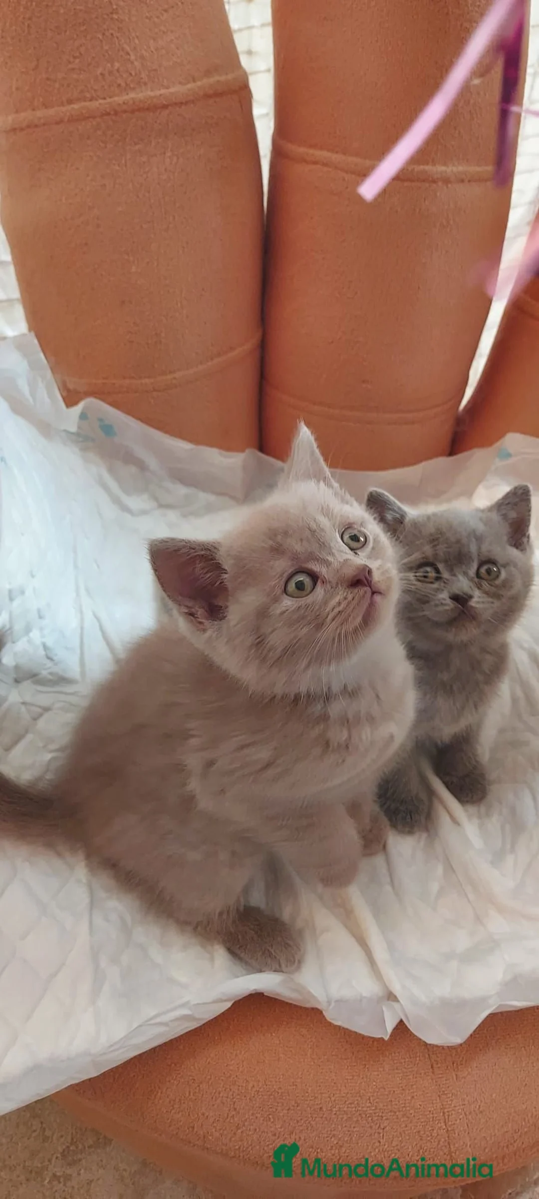 Exótico de Pelo Corto gatos en venta: British de pelo corto - Anuncio 1