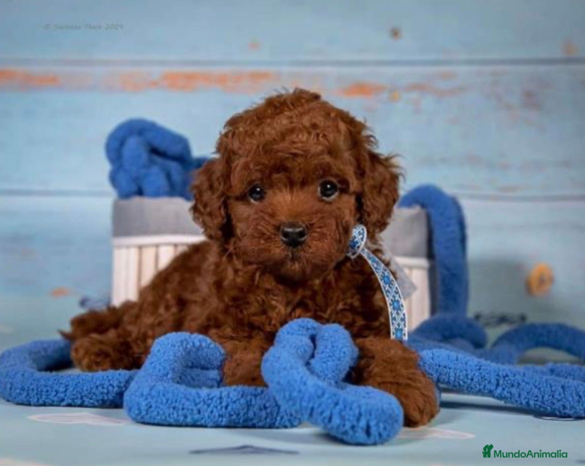 Caniche Toy perros Caniche asiático  - Anuncio 3