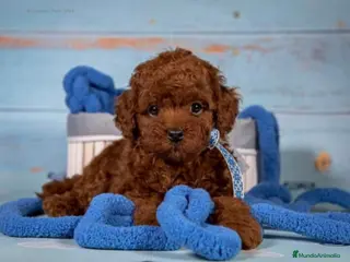 Caniche Toy perros Caniche asiático - Anuncio 9