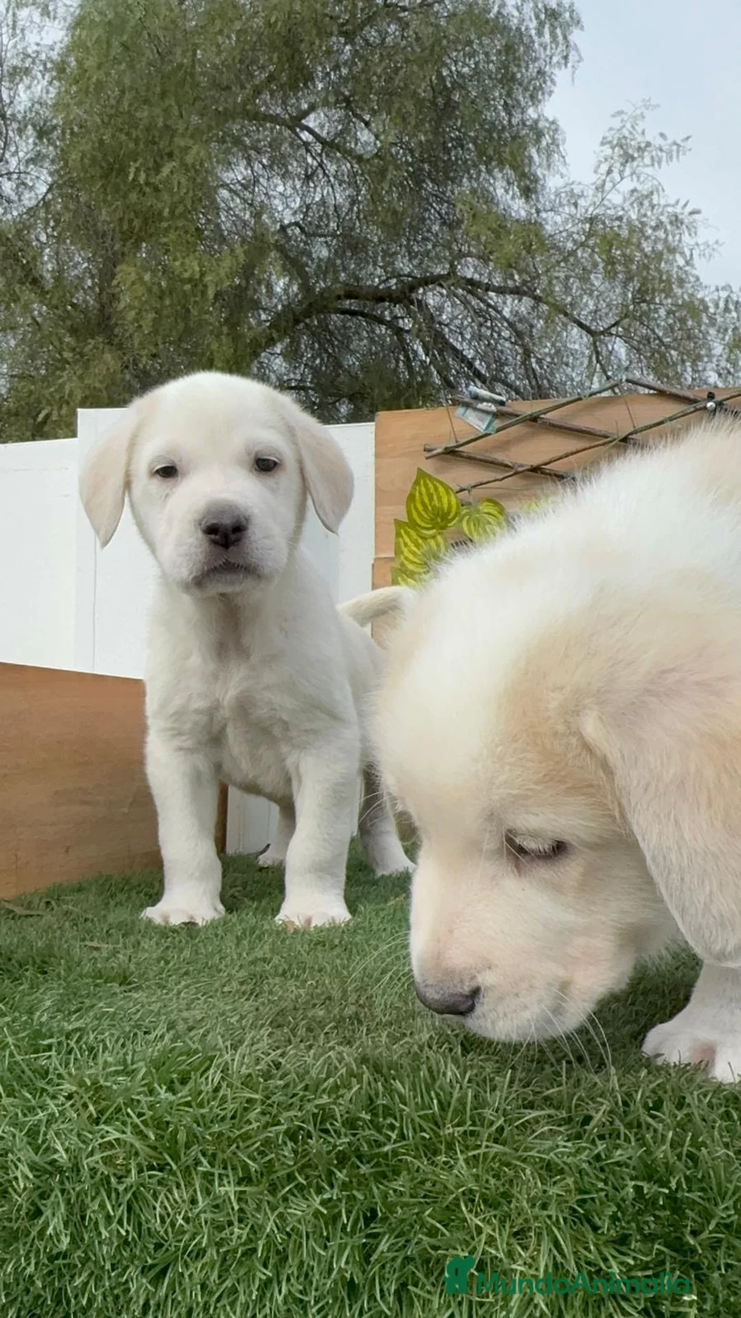 Mastín Español perros en venta: MASTIN ESPAÑOL - Anuncio 4