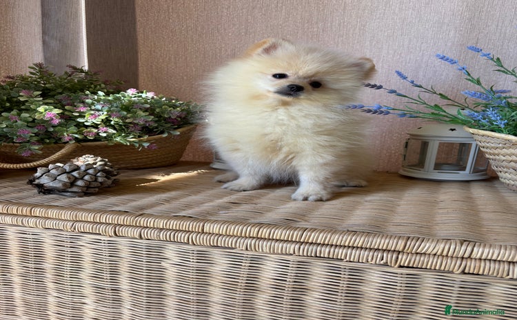 Pomerania perros - Anuncio 2